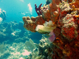 Divers and reef at Grand Pin IMG 3004